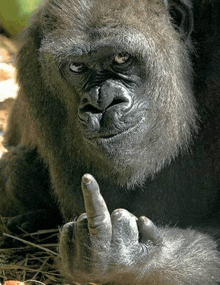 Gorilla giving middle finger